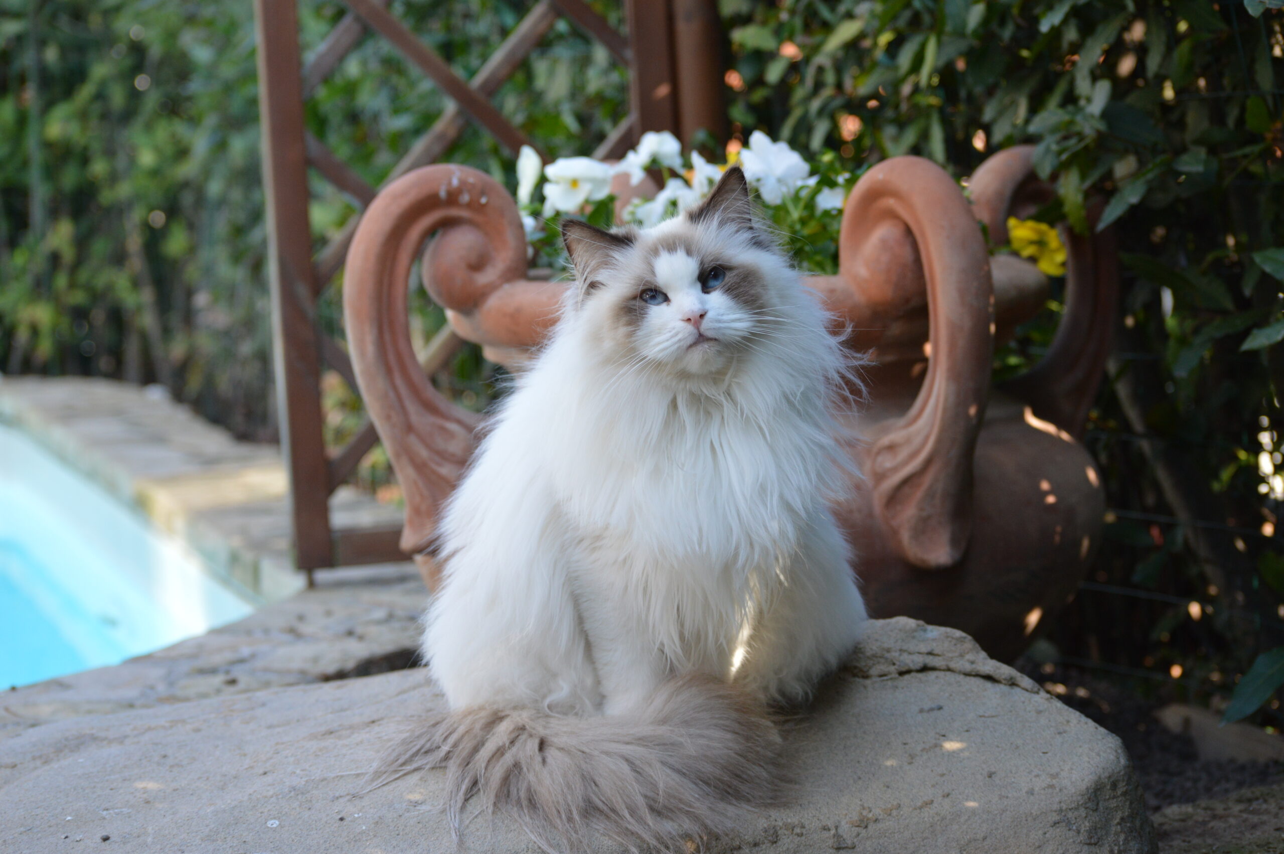 gatto, ragdoll, diamanti blu, cleopatra, tica, peloso