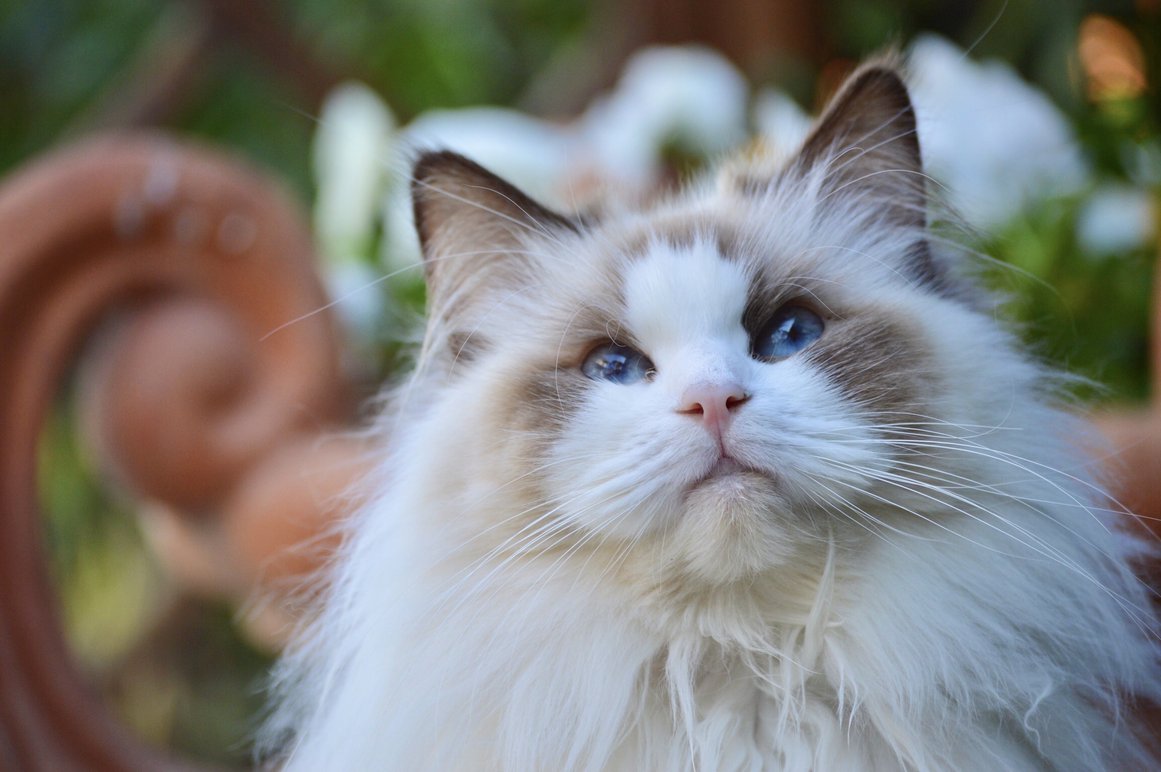 gatto, ragdoll, diamanti blu, tica, peloso, cucciolo, piccolo, diamante, blu, occhi