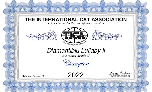 lullaby, diamanti blu, gatto, ragdoll, chocolate bicolor tabby, peloso, bello, occhi blu, tica